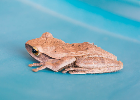 frog on blue tankの写真素材