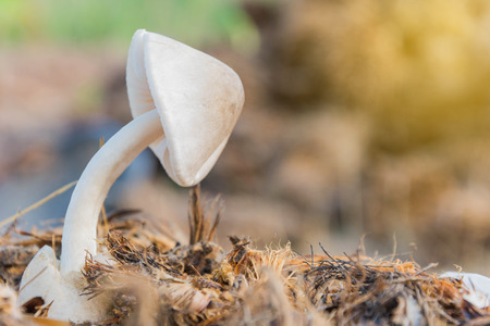 mushrooms growth in forest with blurry natural backgroundの写真素材