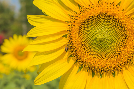 sunflowerの写真素材
