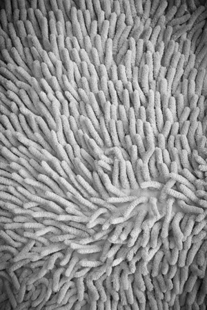 carpet texture in white tone with shadow edgeの写真素材