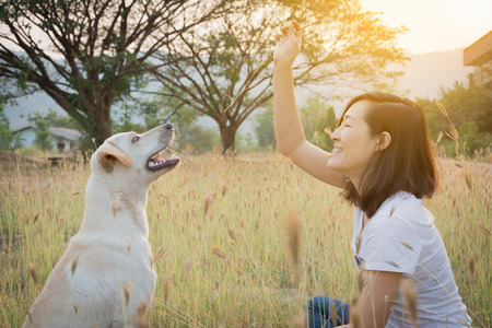woman playing with friendly dog on grass field with big tree and sunset backgroundの写真素材