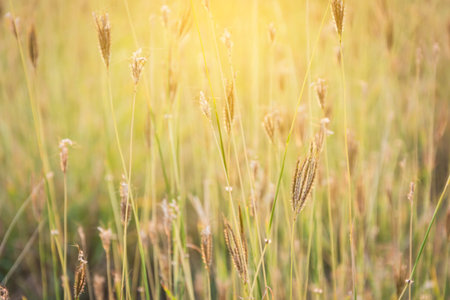 blurry and soft focus of grass flower in field