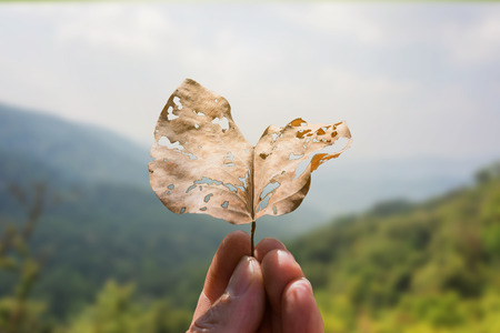 hand holding dry leaf with holes with mountain and sky backgroundの写真素材