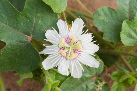 passion flower against khoi tree on black backgroundの写真素材