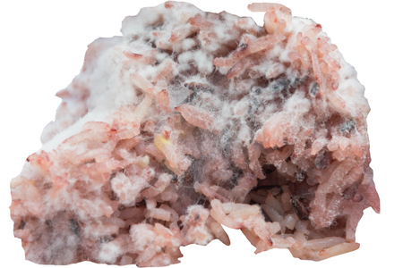 fungus on rot rice isolated on white backgroundの写真素材