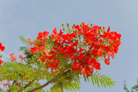 flam tree blossom against blue skyの写真素材