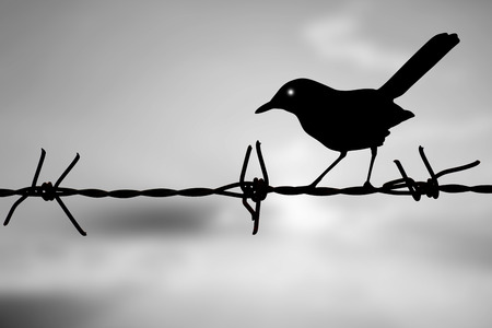 silhouette Beautiful Female Oriental Magpie Robin isolated on sunset in white toneの写真素材