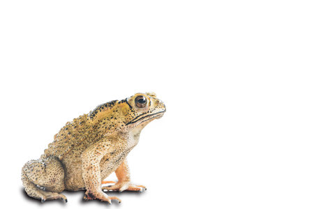 Common Toad (Bufo Bufo) isolated on white with clipping path
