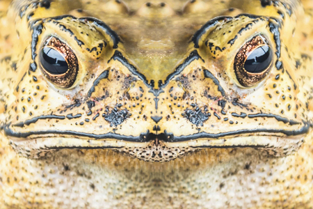 Common Toad (Bufo Bufo)の写真素材