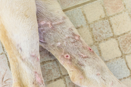 Bite wound on dog's legの写真素材