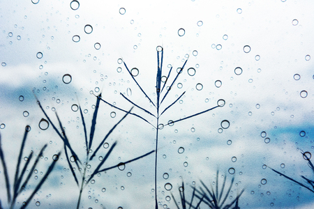 silhouette of blurry grass with cloudy sky and raindrop on glass windowの写真素材