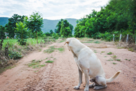 friendly puppy dog sitting on the Meadowの写真素材