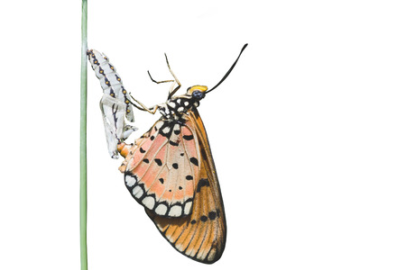 grow up to adult insect isolated on whiteの写真素材