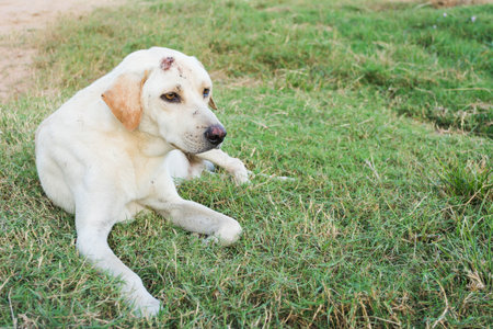 wounded dog sitting on green grass