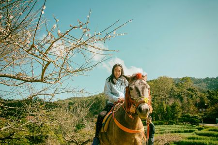 Brown pony with saddle standing in park with natural background in vintage styleの写真素材