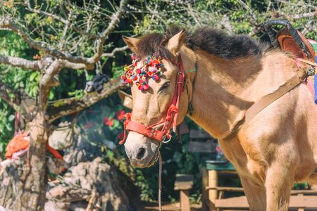 Brown pony with saddle standing in park with natural background in vintage styleの写真素材