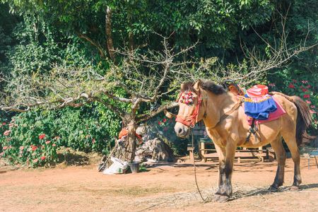 Brown pony with saddle standing in park with natural background in vintage styleの写真素材