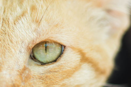 face of cat isolated on blackの写真素材