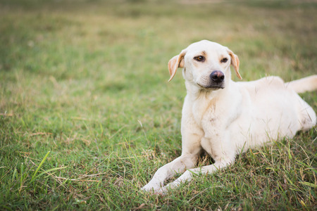 wounded dog sitting on green grassの写真素材