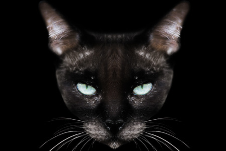 siamese cat isolated on blackの写真素材