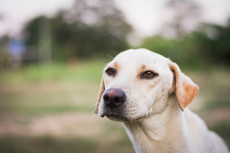 wounded dog sitting on green grassの写真素材