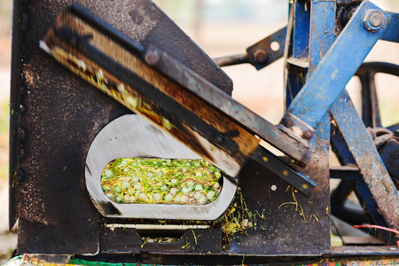 dry tobacco leaves in cutting machine,  cutting processの写真素材