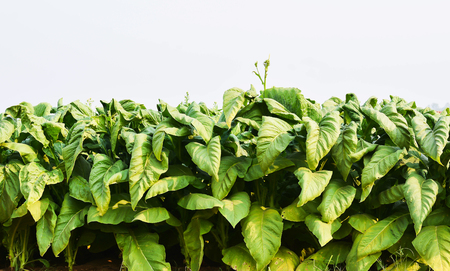 tobacco plants in field before harvestの写真素材