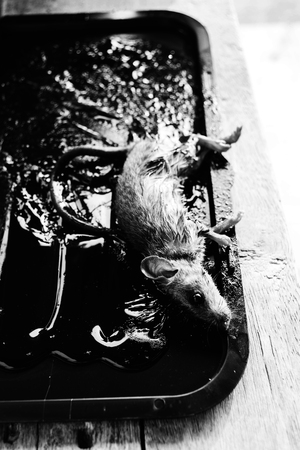dying rats stick on glue trapの写真素材