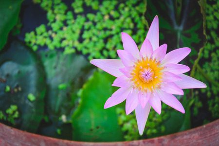 lotus flower in water tank with blurry leaves backgroundの写真素材