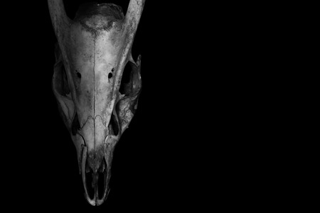 Skull of a horned animal isolated on black in white tone,  horror style.の写真素材