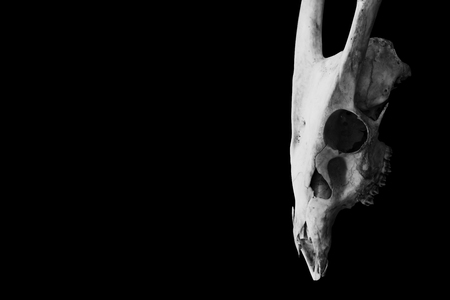 Skull of a horned animal isolated on black in white tone,  horror style.の写真素材