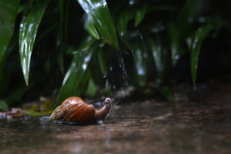 snail enjoying with raindrop at gardenの写真素材