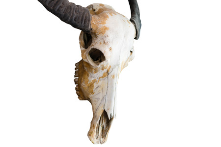 Skull of a horned animal isolated on whiteの写真素材