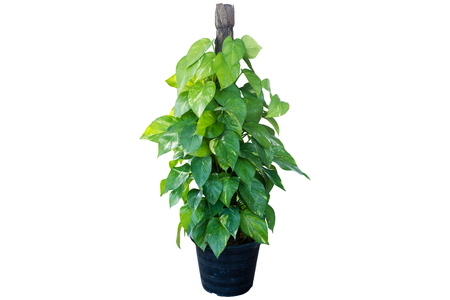 golden pothos in pot isolated on whiteの写真素材