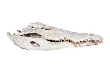 crocodile skull isolated on whiteの写真素材