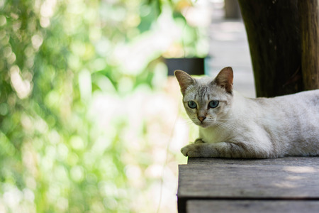 siamese cat sitting on bridge in elephant parkの写真素材
