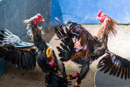 Gamecocks are fighting in garden at countryside , Thailandの写真素材