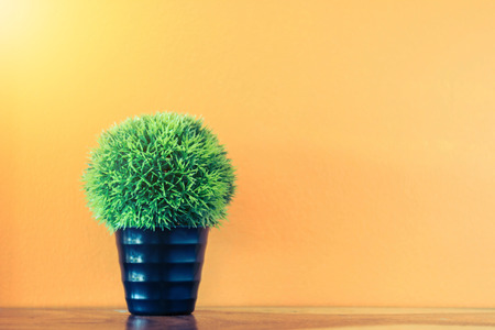 Flower and plant in pot on table with colorful backgroundの写真素材