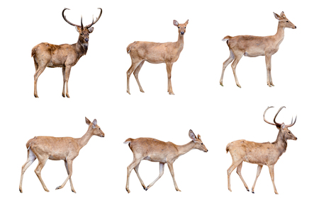 deer and hinds isolated on white with clipping pathの写真素材