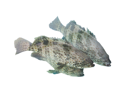 Groupers fed in tank isolated on white with clipping pathの写真素材