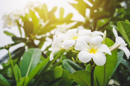 Frangipani flowers on tree with gradientの写真素材