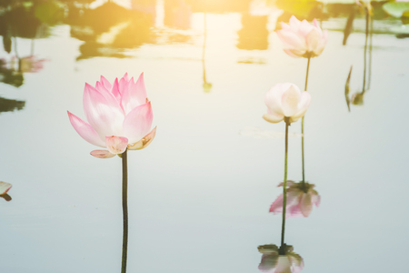 beautiful lotus flower with leaves on waterの写真素材
