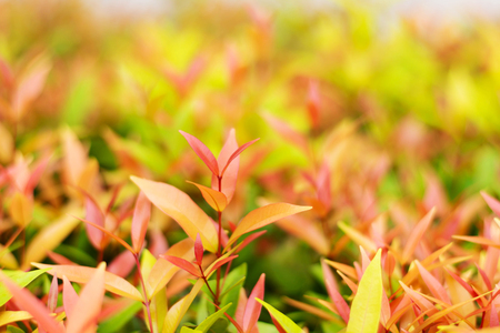 fresh tio vegetable or cratoxylum formosum leaves in farmの写真素材