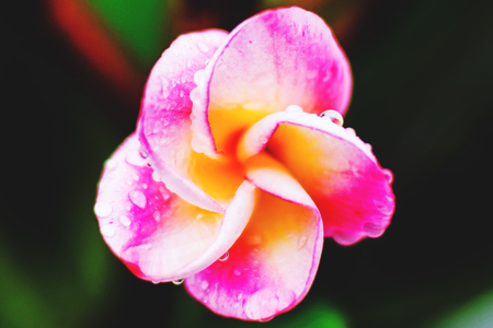 colorful plumeria with raindrop after rainの写真素材