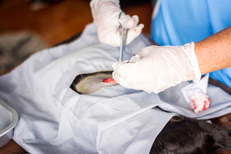Vet doing the operation for sterilization. The cat on the operating table in a local clinic. Cat in a veterinary surgery ,の写真素材