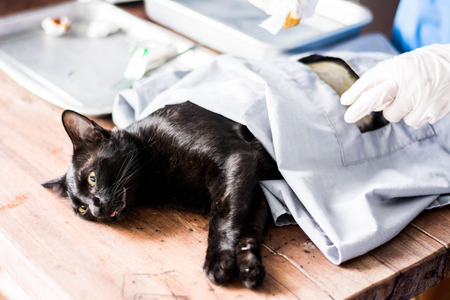 Cats surgery under anesthesia in sterilization and surgery sterilization.の写真素材