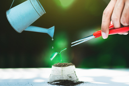 Watering Natural sprout growing in small pot and hand with scissor going to cut it, destroy Natural conceptの写真素材
