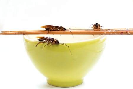 cockroach on unwash bowl , dirty conceptの写真素材