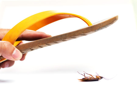 Hand picked yellow slippers hit cockroaches on white background
