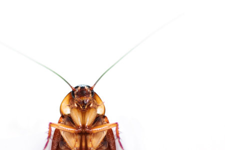 Dead cockroach isolated on white